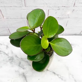 15 - 25cm Peperomia Red Margin Clusifolia 12cm Pot House Plant