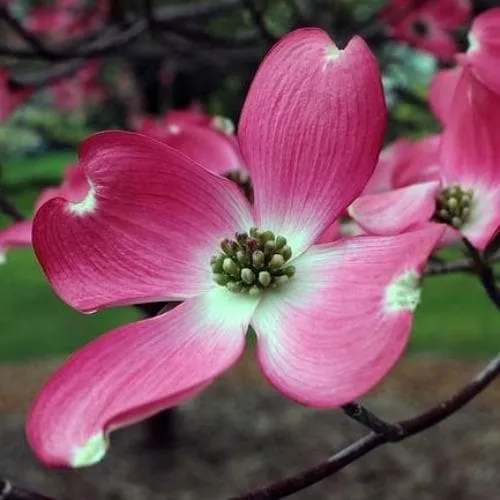 Cornus florida Cherokee Chief