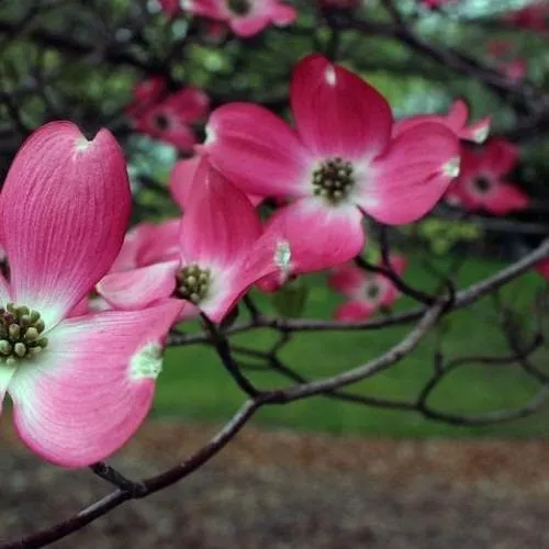 Cornus florida Cherokee Chief