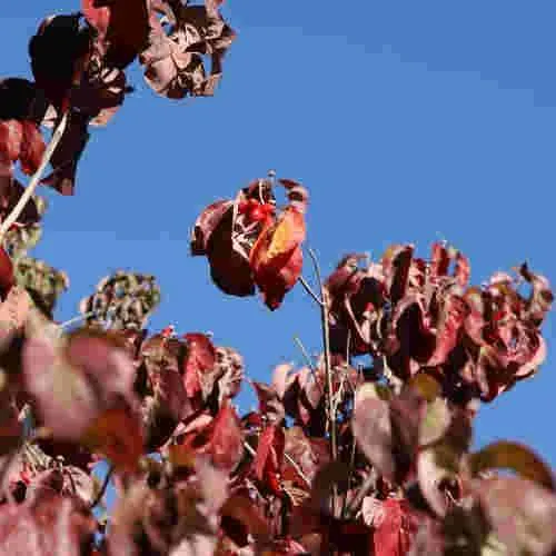 Cornus florida Cherokee Chief