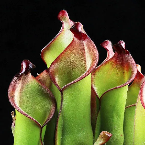 Heliamphora heterodoxa