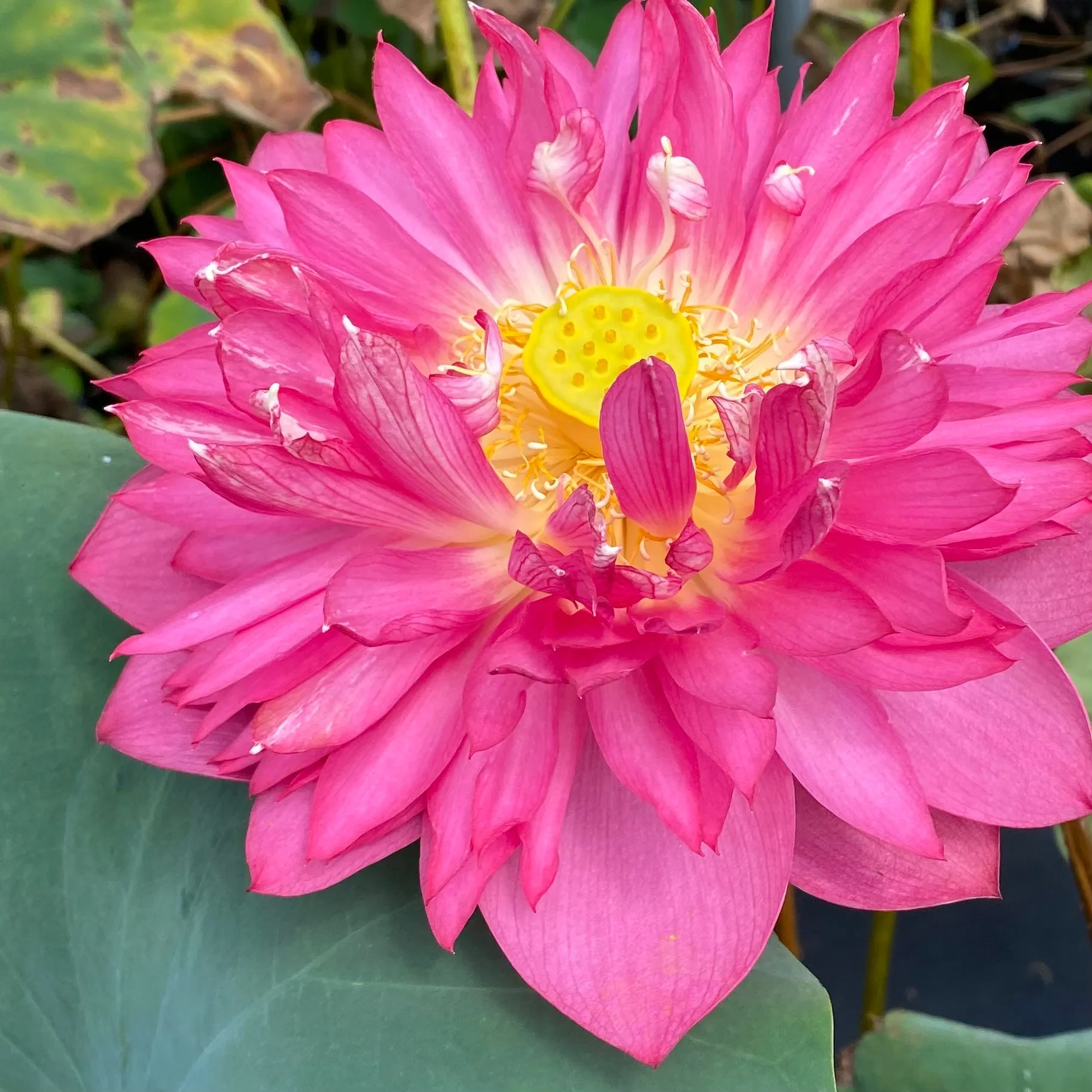 Long Petal Peach Red Lotus  <br>  Medium