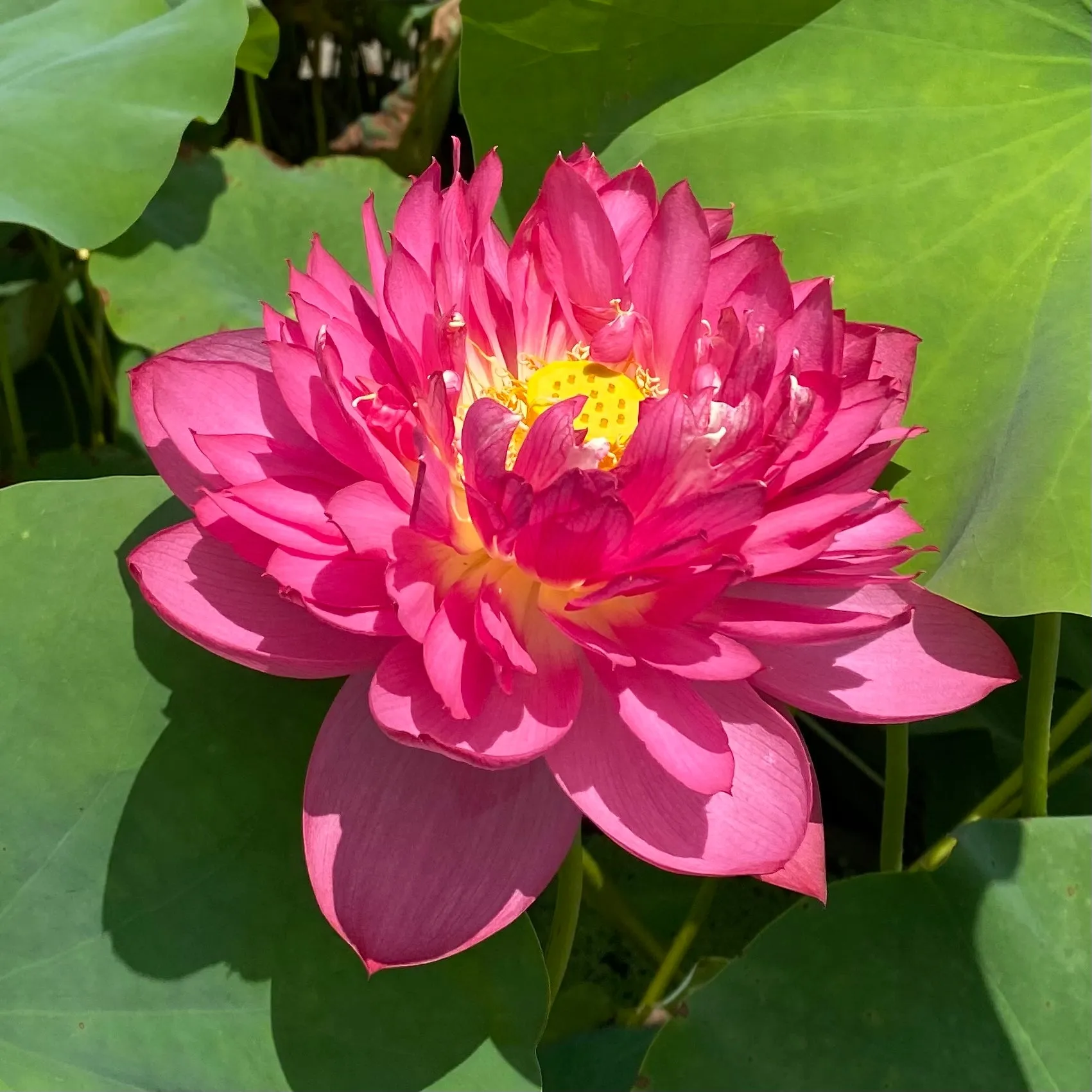 Long Petal Peach Red Lotus  <br>  Medium