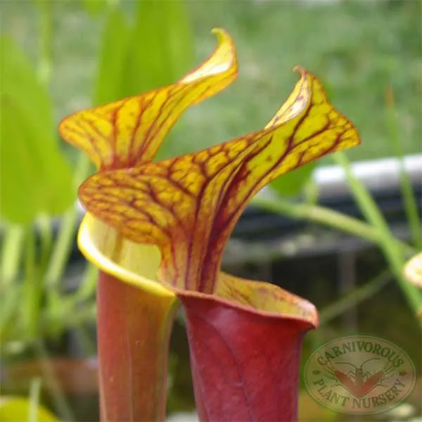 Sarracenia flava rubricorpora