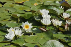 Wholesale Odorata Hardy Waterlily  'American White Waterlily'